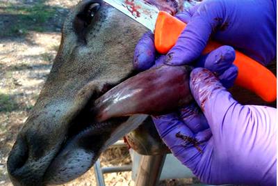 Bluetongue Disease A Concern In Northeast Recreation Omakchronicle Com