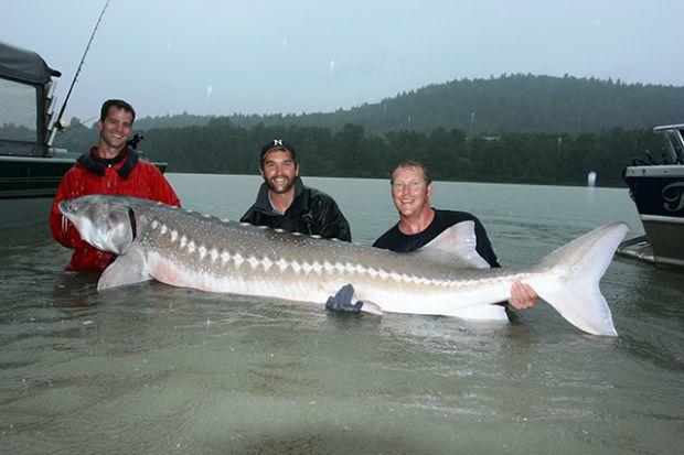 Anglers Can Retain Sturgeon Oct 28 In The Columbia River Recreation Omakchronicle Com