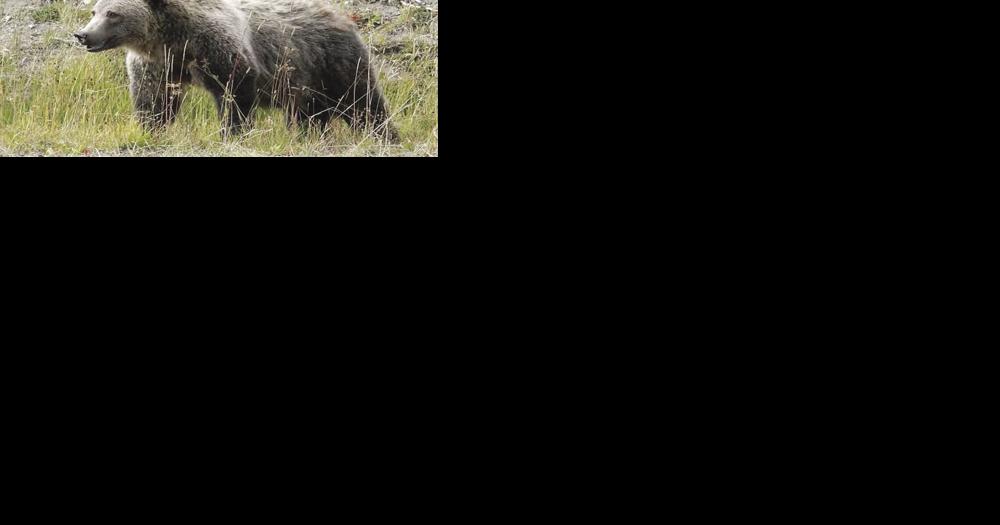 Feds to restore grizzlies to North Cascades - Vimarsana News