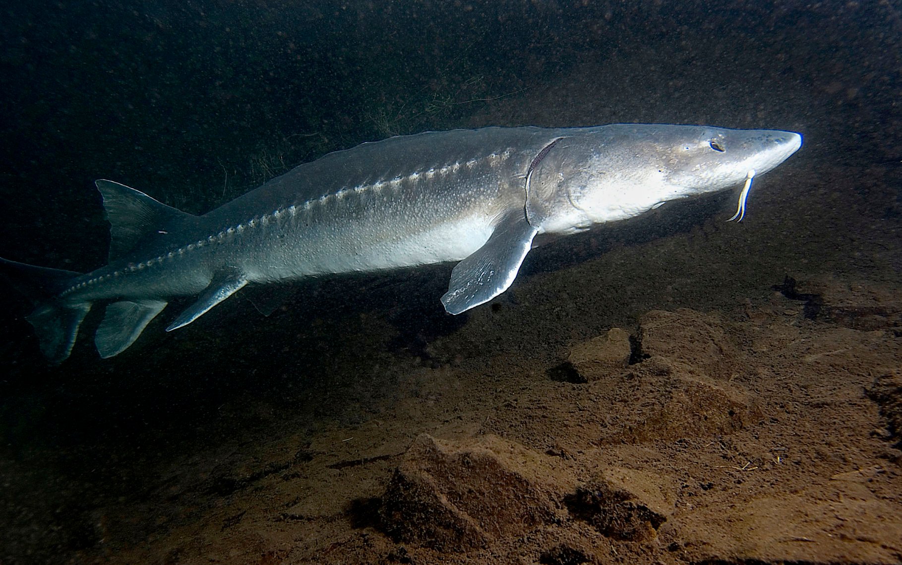 Lake Roosevelt Sturgeon Fishery Opens June 15 | Sports | Omakchronicle.com