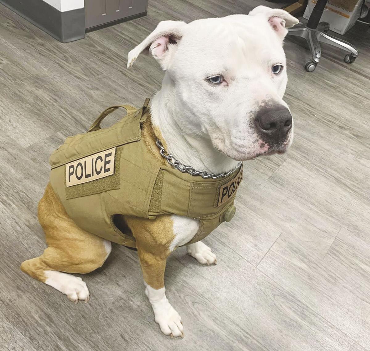 officer k 9 join brewster police