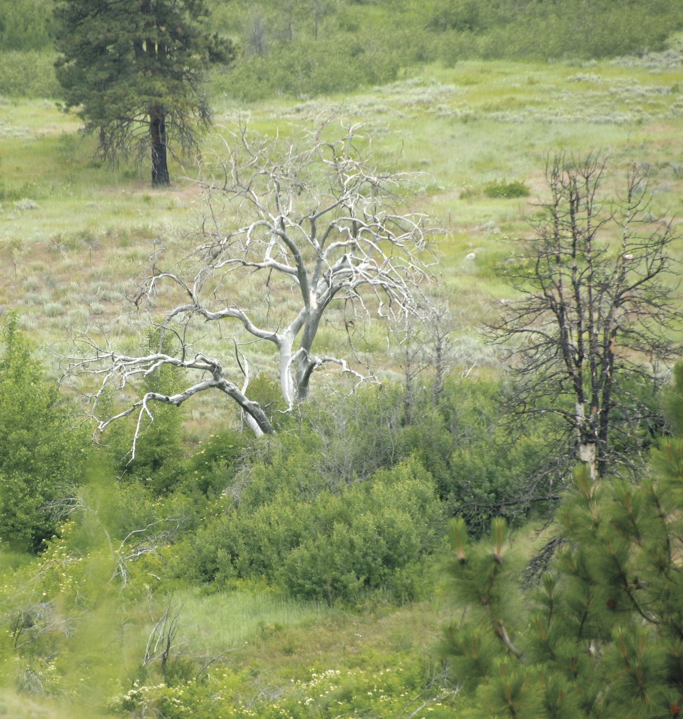 Silver Tree Washington Exploring north central Washington’s wilds | Lifestyle | omakchronicle.com