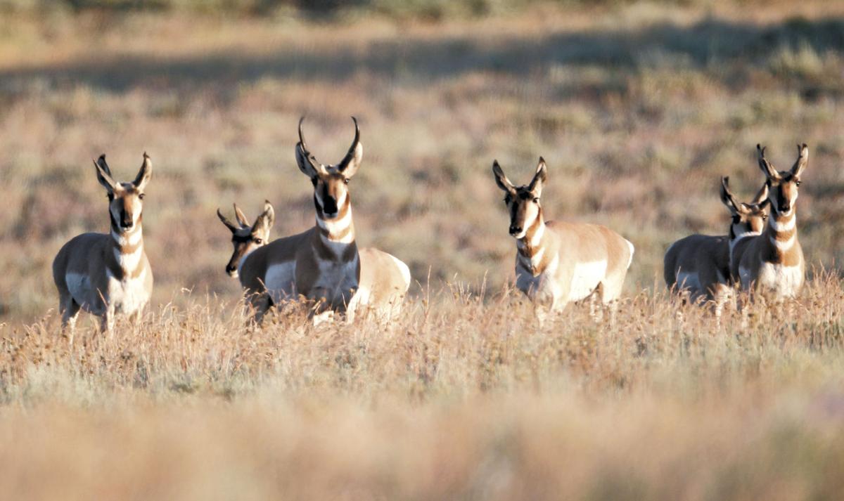 Tribe Adds More Nevada Antelope Recreation Omakchronicle Com