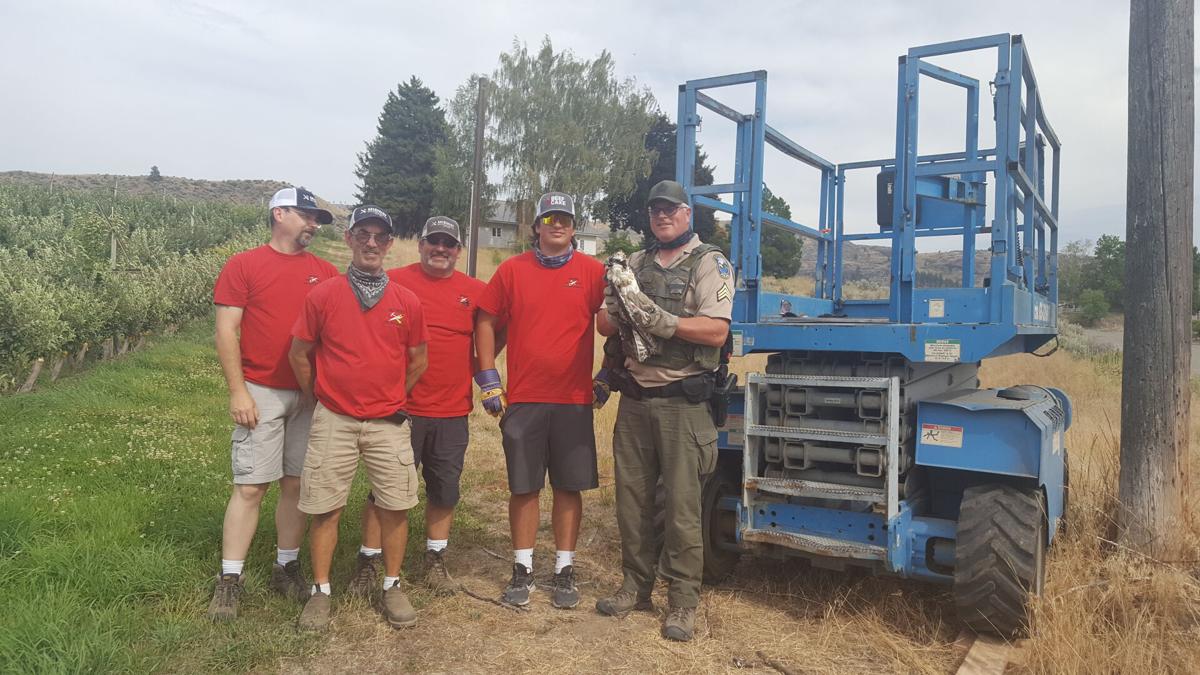 Hardware store employees free tangled falcon | Lifestyle | omakchronicle.com