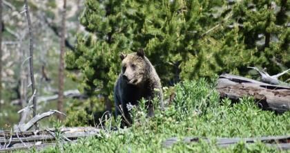 Grizzly Bear Death Rates Are Climbing - The New York Times