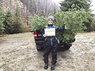 Where To Get Colville Forest Christmas Tree Permits 2022 Forests Offer Christmas Tree Permits | News | Omakchronicle.com