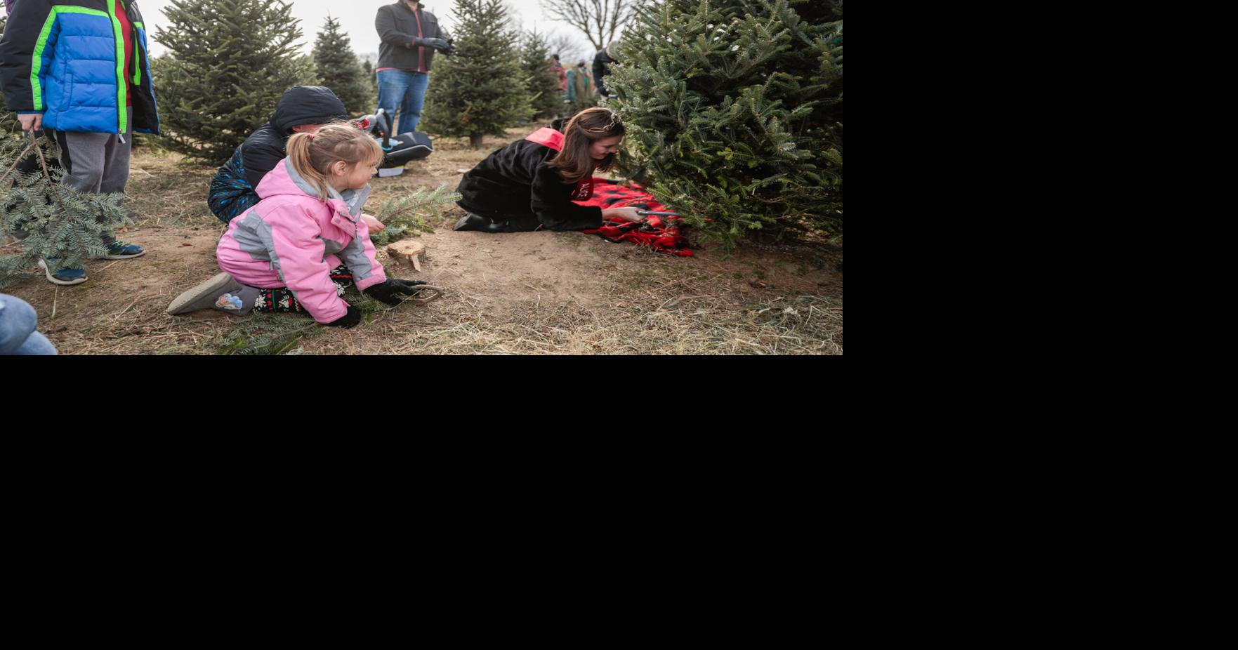 Photos Oregon’s Hann’s Christmas tree farm hosts Alice in Dairyland in