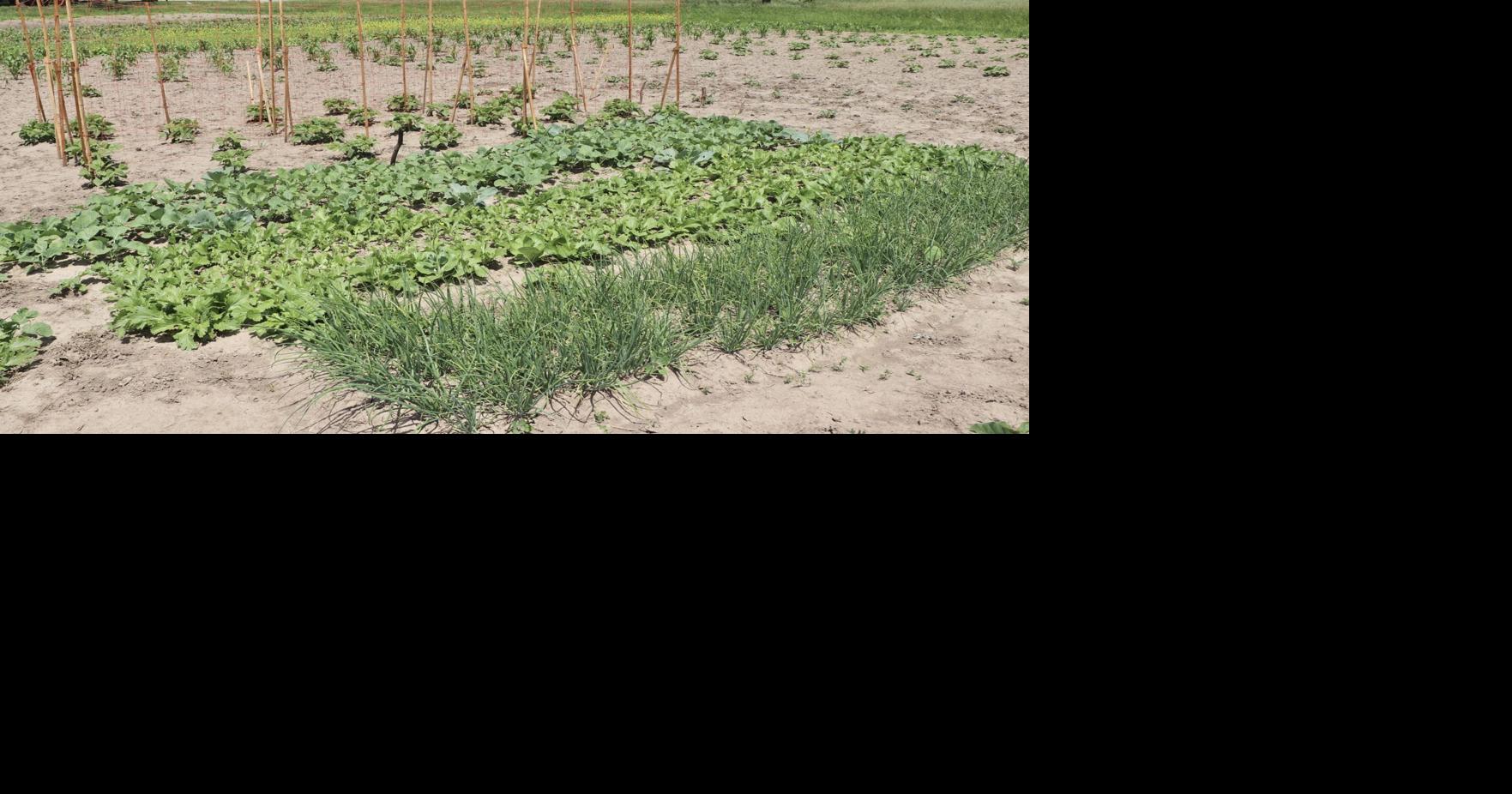 Anderson Farm County Park receives grant to expand food pantry garden ...
