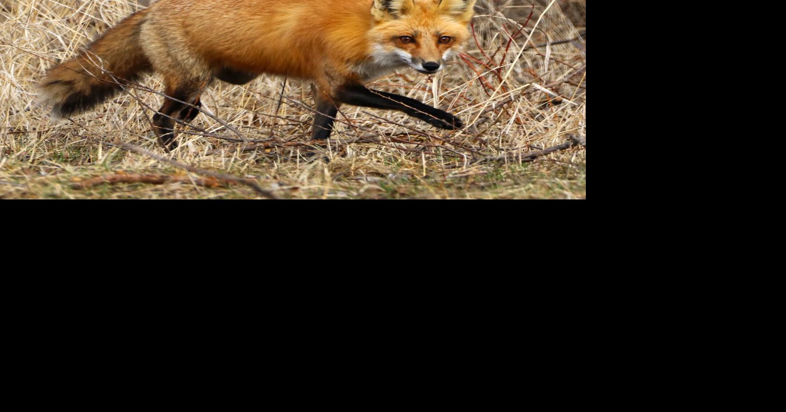 Take your best shot: OHS ‘Big Buck’ photo contest deadline is Dec. 10