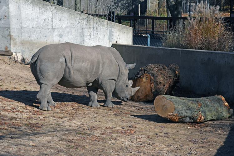 Rhino with logs.jpg