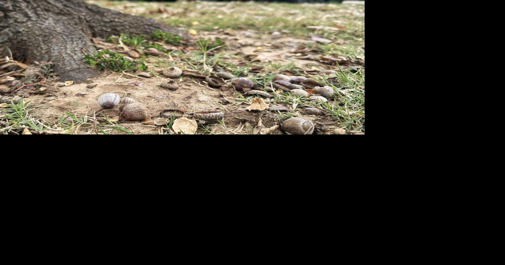 Increased seasonal acorn population at OU raises concerns for damage to cars, property