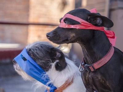 Howl-O-Ween Dogs