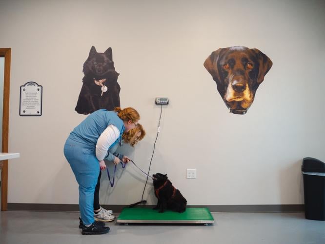 Vital Vet Urgent Care