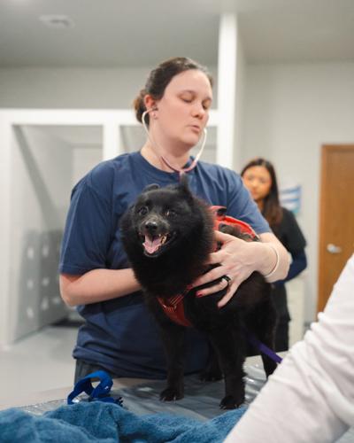 Vital Vet Urgent Care