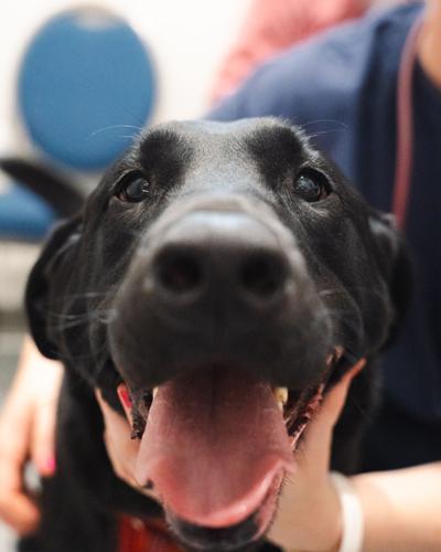 Vital Vet Urgent Care
