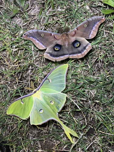 moth night bioblitz