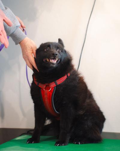 Vital Vet Urgent Care