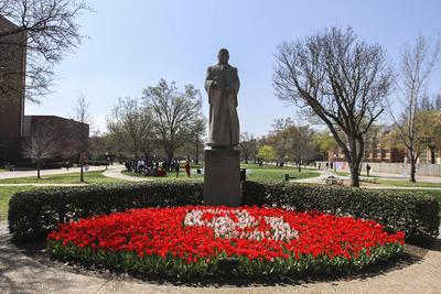 Bizzell Tulips OU (copy)