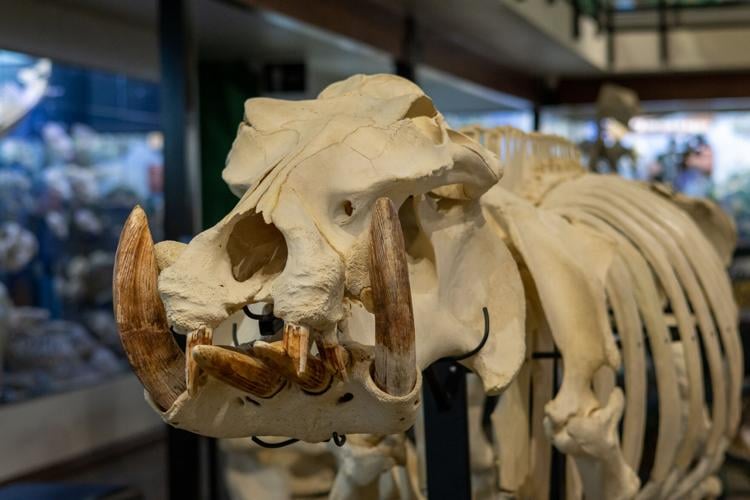 The Skeletons Museum of Osteology