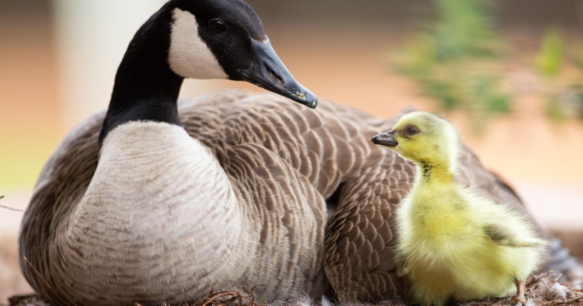 Hatch Outside PHOTOS: Five goslings hatch outside of the Goddard Health Center ...