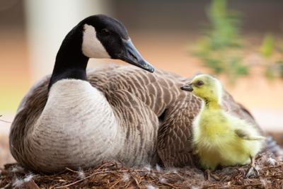 Gosling and mother goose