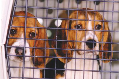 Animal Testing