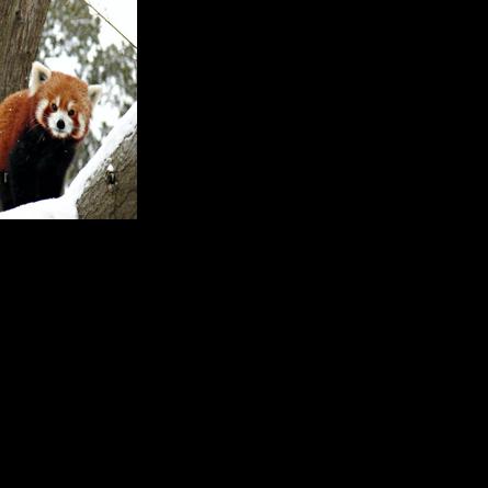 Oklahoma City Zoo adjusts hours of operation ahead of increase in temperatures