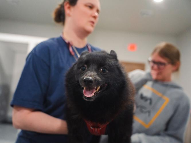 Vital Vet Urgent Care