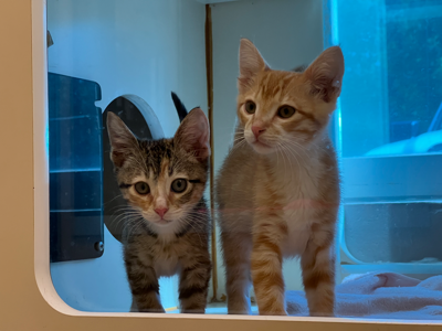Norman Animal Welfare Kittens