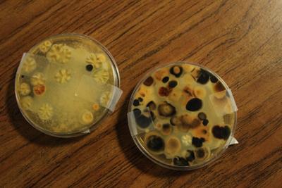 Moldy Petri Dishes