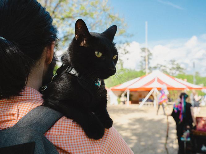 Medieval Fair of Norman