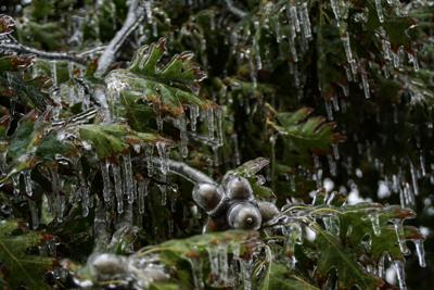 Frozen acorns