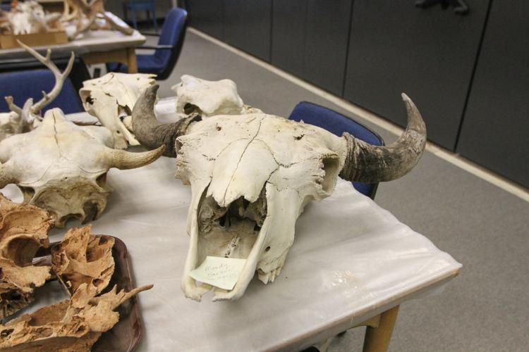 Skull
