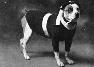 Mex the Dog