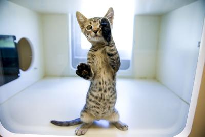 Animal Shelter Kitten