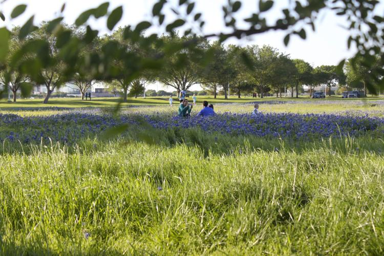 Bluebonnets