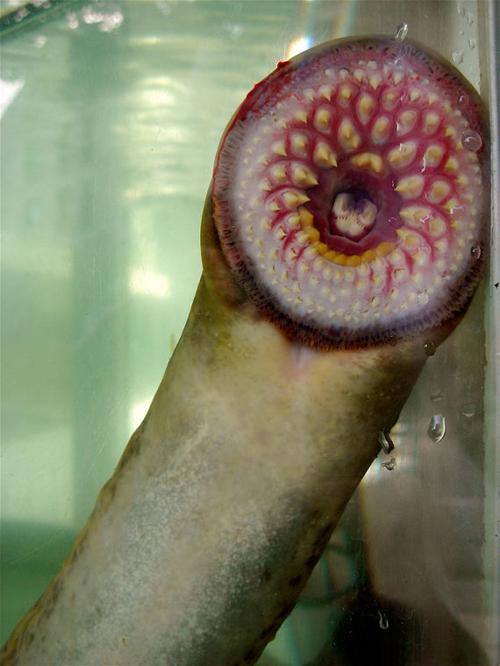 Ou Researchers Uncover Clues To Understanding Cancer In Sea Lamprey Genome News Oudaily Com Перевод слова lamprey, американское и британское произношение, транскрипция, словосочетания. ou daily