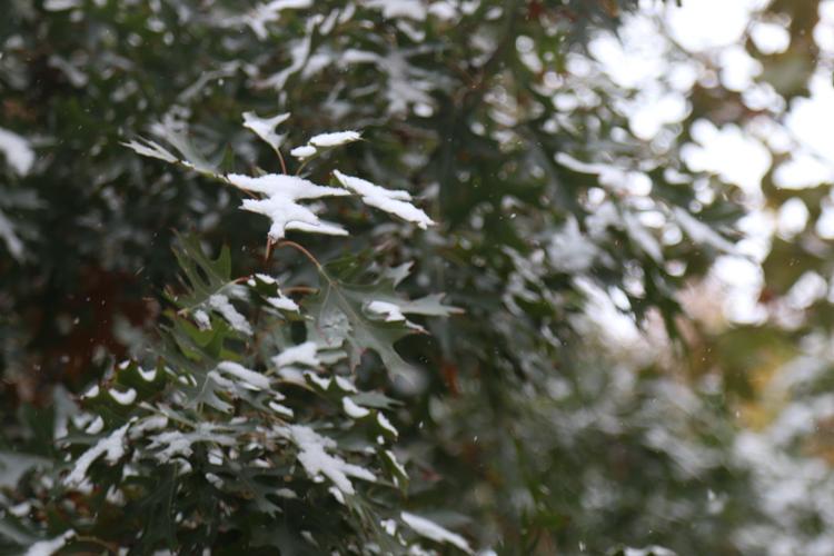 Snow on leaves
