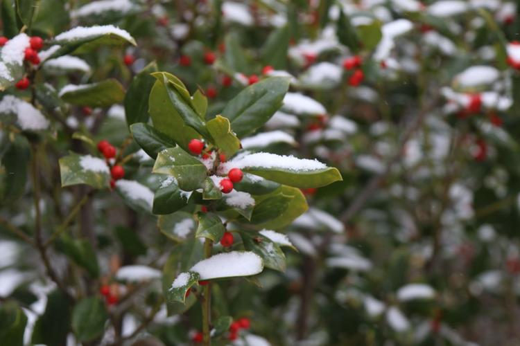 Snow on leaves
