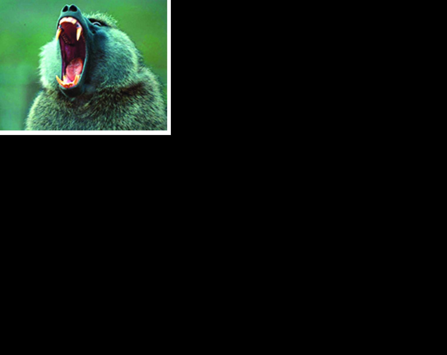 OU Health Sciences Center to end baboon research in three to four years ...