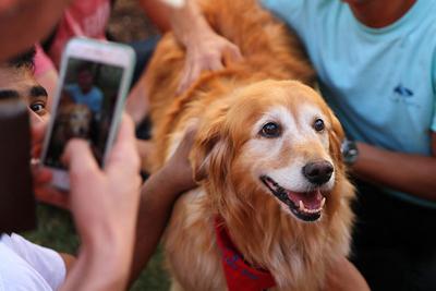 Sunshine the Service Dog