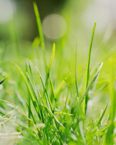 Grass