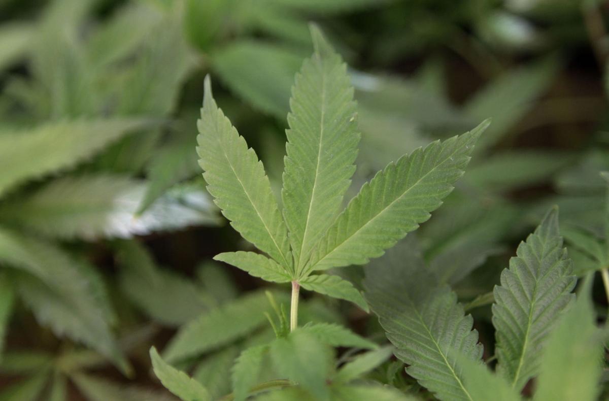 More than 1 ton of marijuana found near Mannsville | News | oudaily.com
