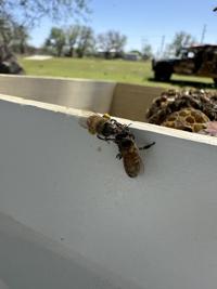 680804bb506a8.image.jpg?resize=200%2C267