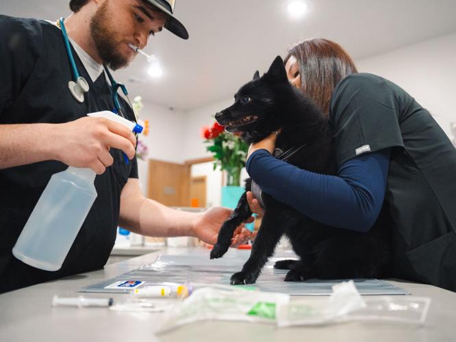 Vital Vet Urgent Care