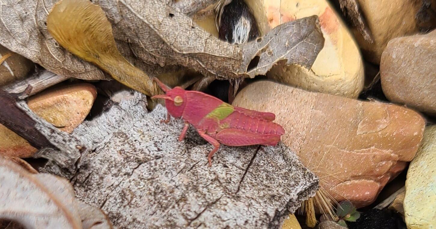 OU student finds rare pink grasshopper with erythrism | News - Vimarsana News