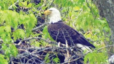 Obey and River have new nest on Dale Hollow
