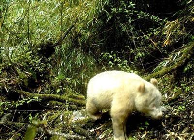 Albino panda spotted in China