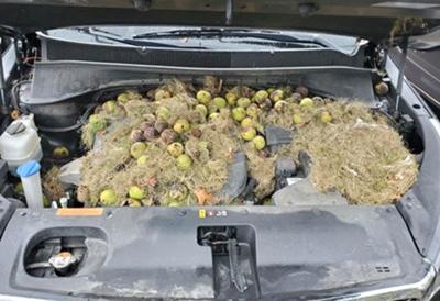 Squirrel packs engine bay with 200 walnuts