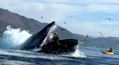 Kayakers have whale of a tale